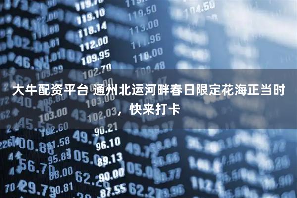大牛配资平台 通州北运河畔春日限定花海正当时，快来打卡